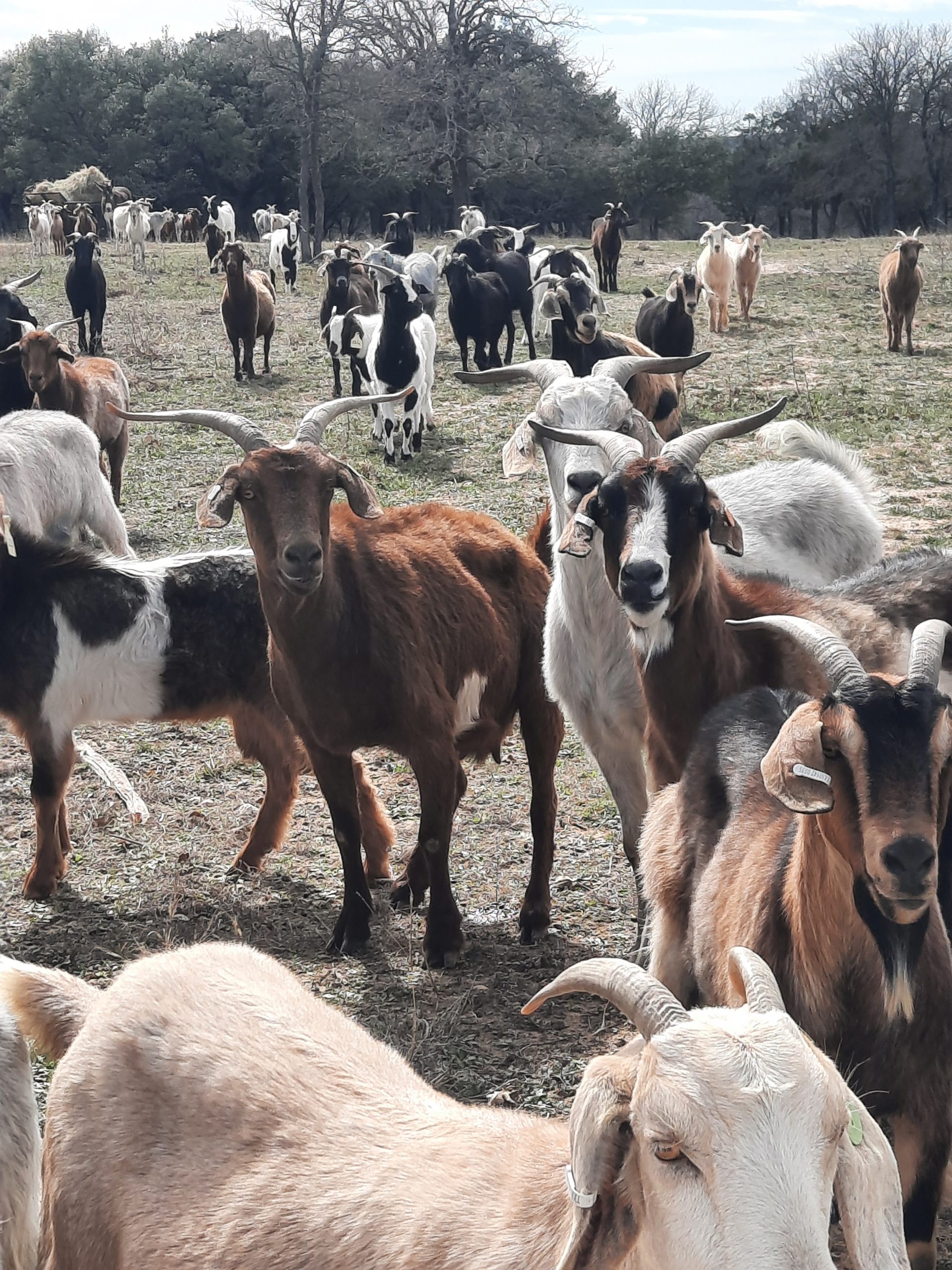 RS river ranch goats