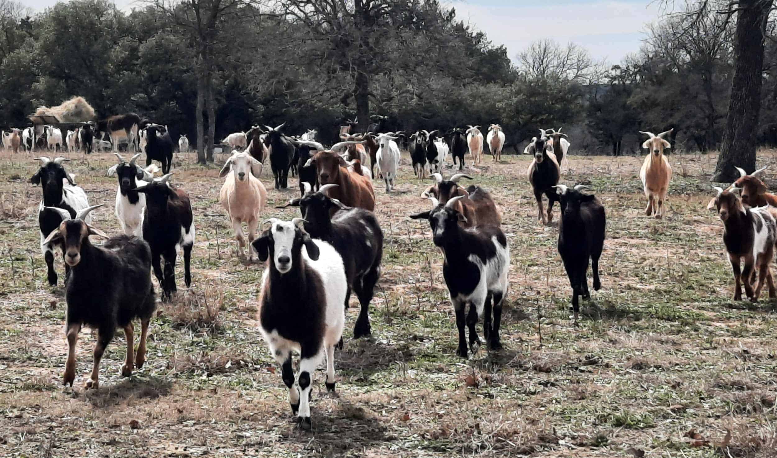 RS river ranch goats RS river ranch goats