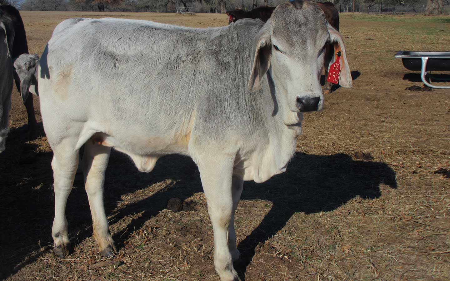 heifer heifer