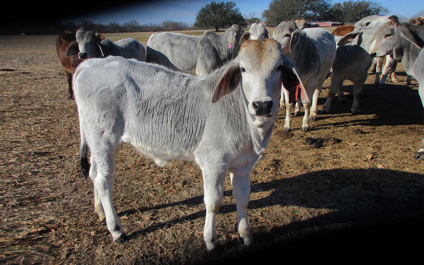 RsRiver-cattle-weanlings